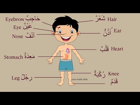 Human body parts in Arabic for beginners and kids with English translation