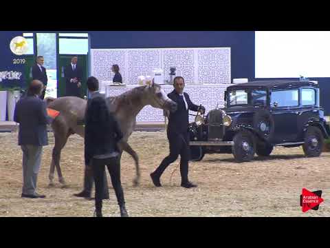 N.43 ASFOOR AL RAYYAN - SEWC 2019 - 2 Years Old Colts (Class 5)