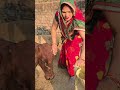 Cow Baffalo Animalfarming Animals Cattleworld Cattlefarming Cute Dairyherd
