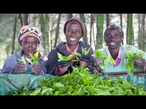 Welcome to Fairtrade: Meet the farmers and workers