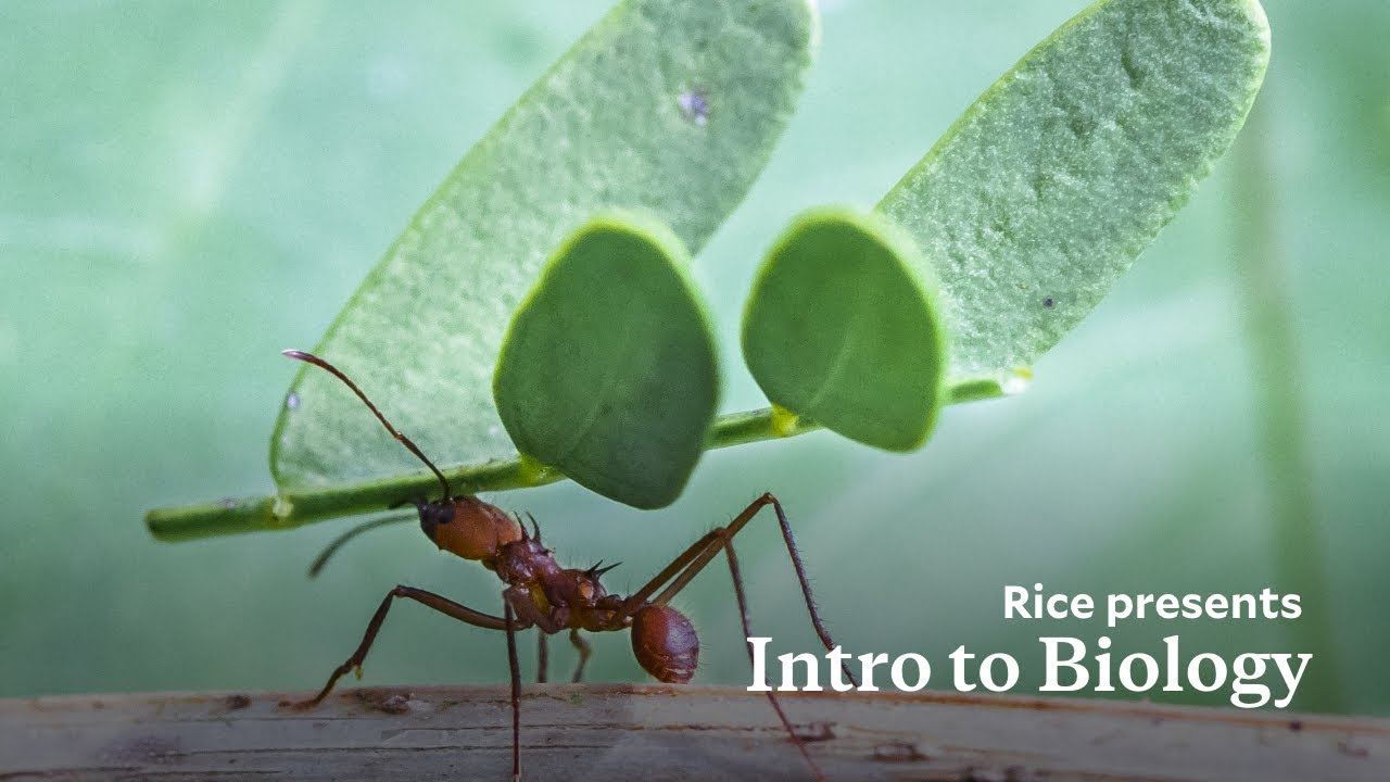 Intro to Biology Online Course: Ecology, Evolution and Biodiversity | Rice University Online