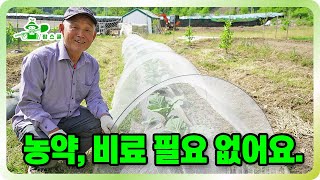 농약, 제초제, 화학비료 없이 농사짓는 방법 ㅣ 수확까지 아무것도 안하고 수확이 가능 ㅣ 배추흰나비, 노린재…