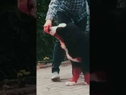 Bernese Mountain Dog puppy for sale