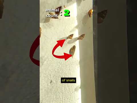 All these animals were living inside my pond jar #shorts