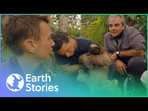 , title : 'The Secret Life of The Rare Pygmy Three-Toed Sloth | Earth Stories'