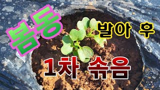 [텃밭농부.843]  봄동의 발아 후 1차 솎음 #봄동재배