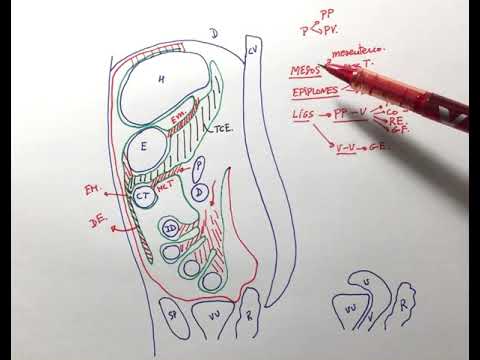 Anatomía general del peritoneo
