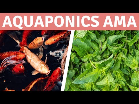 , title : 'Aquaponics Ask Me Anything, What is aquaponics,  hydroponics vs aquaponics vs soil'