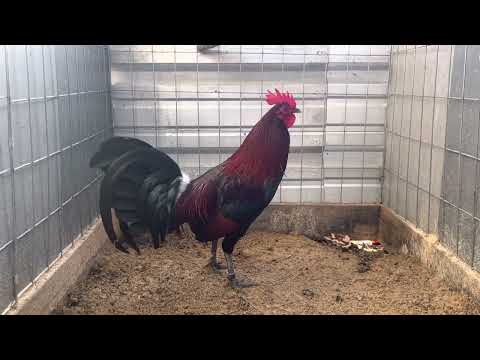 Penny hatch’s . Gene batía