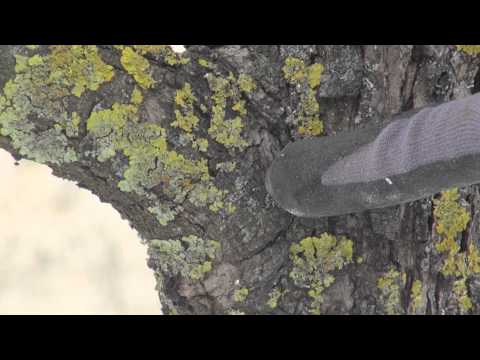 Gartentipp: Richtiges Schneiden dicker Äste