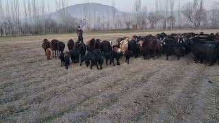 What did the shepherd do with these sheep? 03