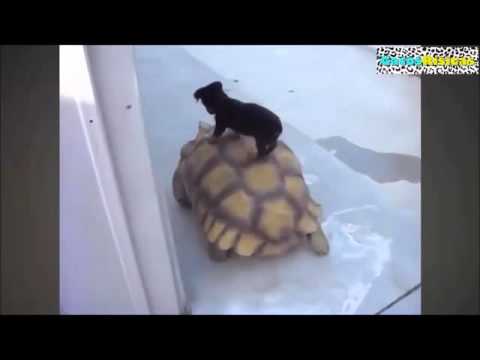 Victor Madera Los mejores vídeos de animales 3 