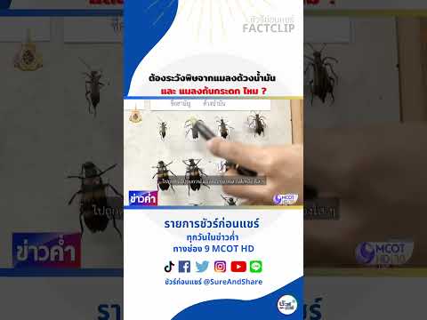 ต้องระวังพิษจากแมลงด้วงน้ำมัน และ แมลงก้นกระดก ไหม ? #ชัวร์ก่อนแชร์ #shorts
