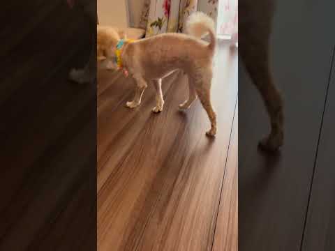 経営学科 リビングで遊ぶトイプードル12ヶ月 #トイプードル #toypoodle