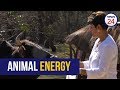 WATCH Pet Medium Says She S Reunited 45 Lost Pets With Their Owners
