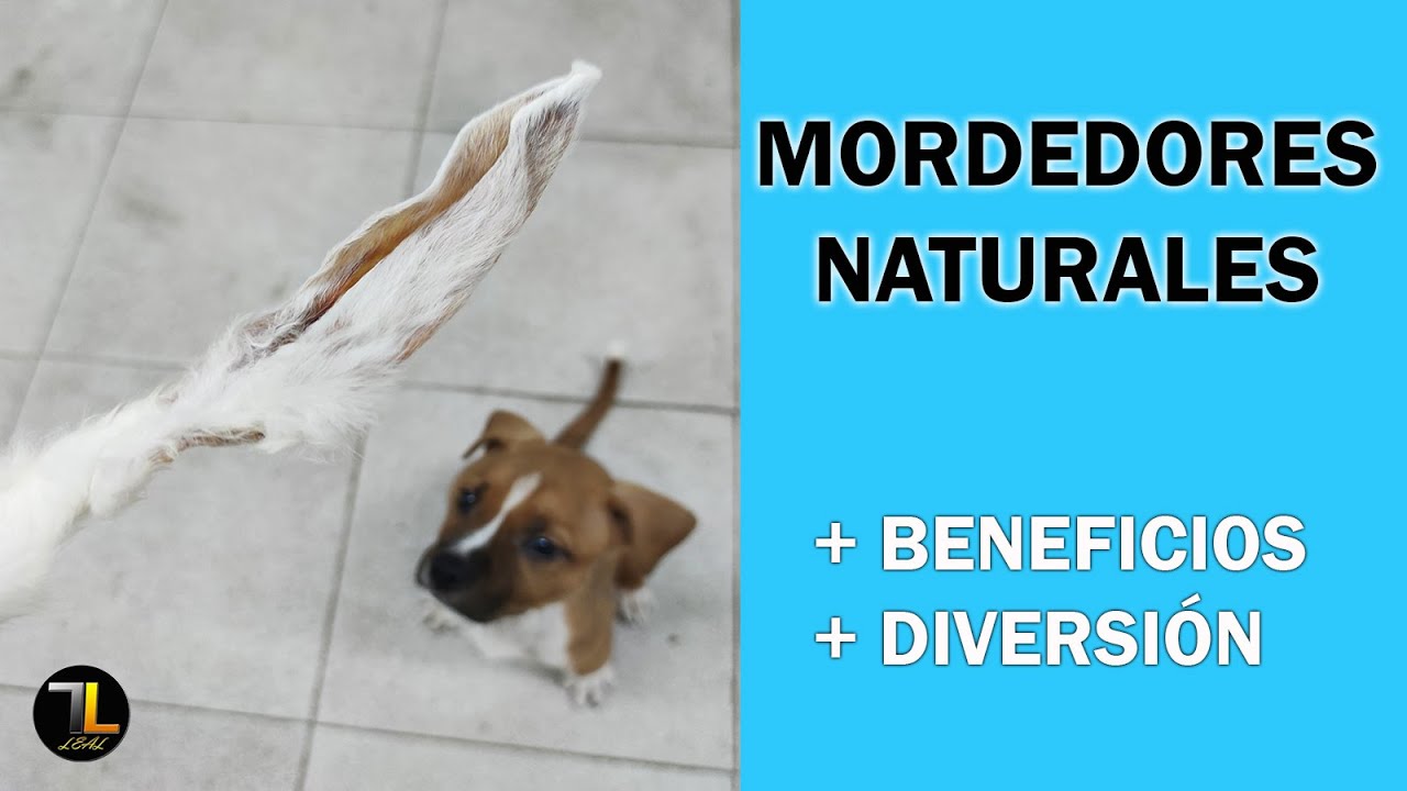 🐰 MORDEDORES NATURALES para PERROS | Descúbrelos! ⭐