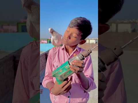 मालिक को पसीना आ गया 🕊️😥ll #pigeon #helping #reaction #shortsviral