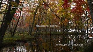 紅葉の沼地