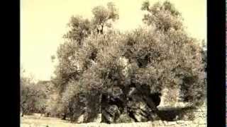 Sherif Merdani - Në Përjetësi