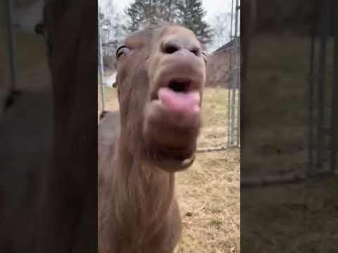 Funny goat video
