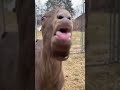 Funny Goat Video