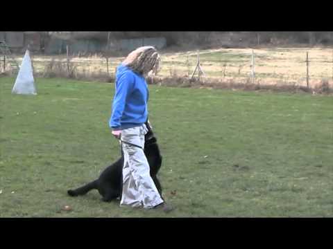 Ackey Levemar - obedience 19 months