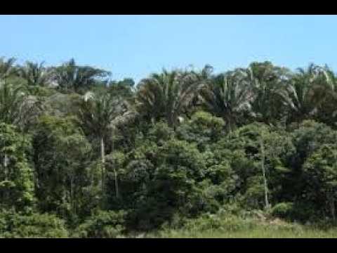 Pindoba, a menor população do Estado de Alagoas!