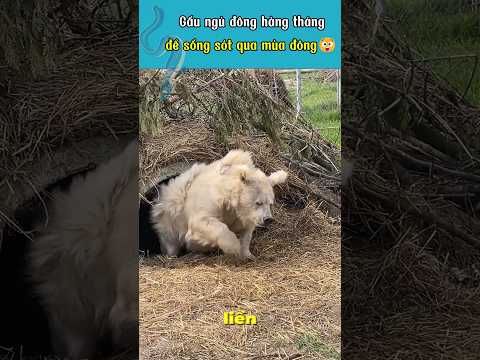 Gấu ngủ đông hàng tháng trời để vượt qua mùa đông khắc nghiệt 😲