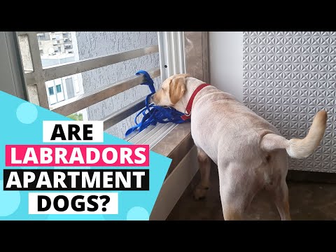 YouTube video about: Are labradors good apartment dogs?
