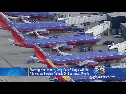 New Policy: Only Cats, Dogs Allowed As Service Animals On Southwest Flights