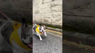 フレブルはこの後、何が起きるかを何も知りません