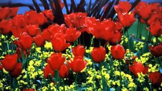 Dennis Wilson   I Love You (subtitulado)