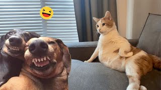 Funny Animals 😅 Very Funny Cats and Dogs Videos 😹🐶