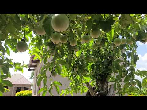 Okulimila akatunda ku wire vs  kitandalo what is better part 2, quality seedlings call us 0784737701