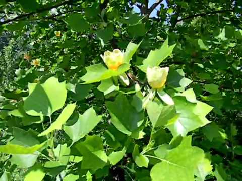 Kencha növényvadász: Tulipánfa