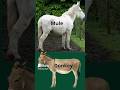 What's the difference between a Donkey and a Mule