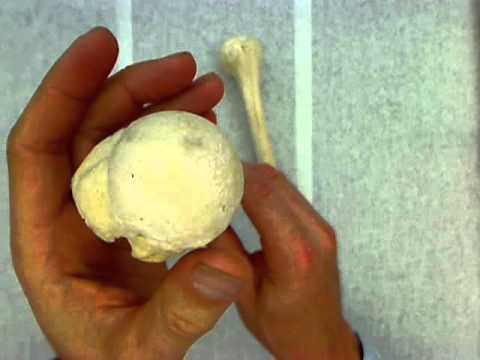 Features of the humerus.wmv