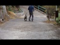 Dogo Canario - Dogo Canario Haimar de la Isla de los Volcanes