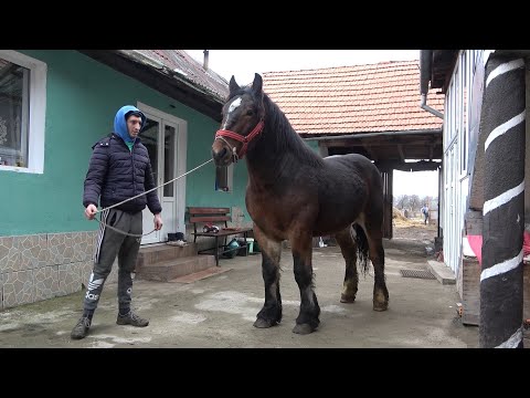 Caii lui Ovidiu de la Auseu, Bihor - 2022 Nou!!!