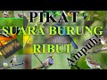 Download Lagu SUARA BURUNG RIBUT PART #01 the sound of a bird of prey is very powerful 2020 Mp3 Free