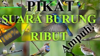 Download lagu SUARA BURUNG RIBUT PART #01 ||the sound of a bird of prey is very powerful 2020 mp3 Download lagu SUARA BURUNG RIBUT PART #01 ||the sound of a bird of prey is very powerful 2020 mp3