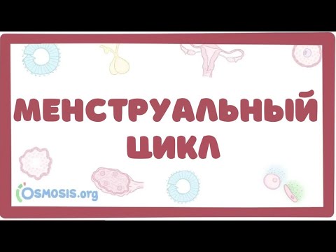 Менструальный цикл - физиология (Osmosis)