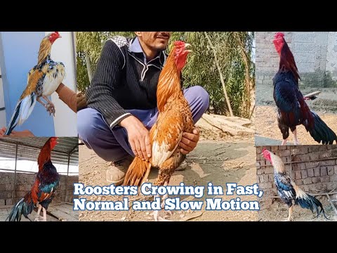 Aseel Roosters Crowing in Fast, Normal and Slow Motion | Rooster Crowing Compilation | Seval Sound