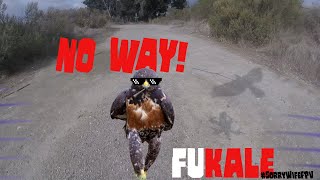 Crashed twice, broke my GoPro and got attacked by a hawk it still flies! -FPV Stories