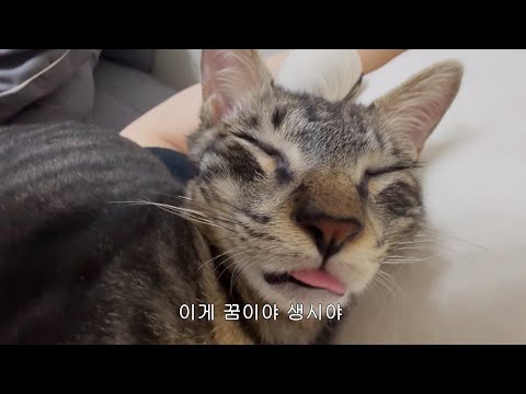 구조 후 이야기｜치료 과정과 아깽이 시절 대방출