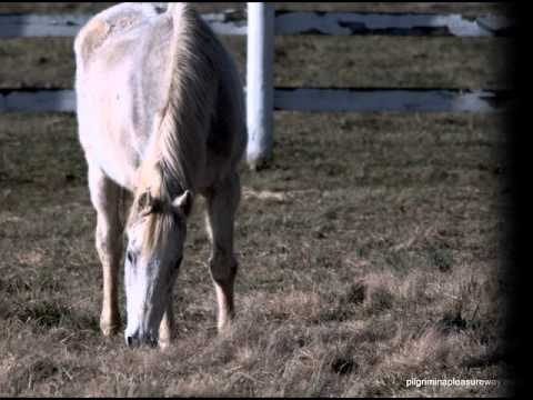Exceller Fund Horses in Kentucky