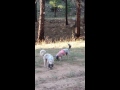 Goofy and Chloe running in the woods 1(1)