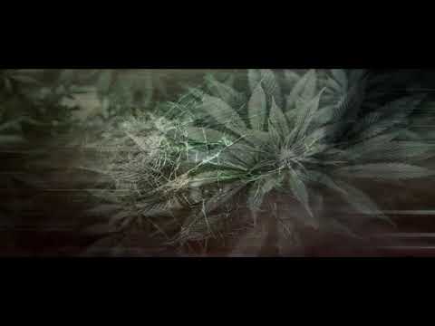 MiTaka - Целя ги със мара (freestyle) 2018