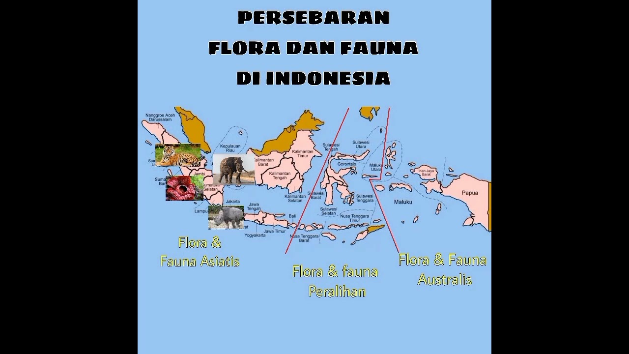 persebaran flora dan fauna di indonesia