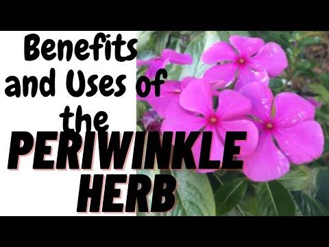 🌞Periwinkle HERB BENEFITS AND USES - VINCA FLOWER BENEFITS -Country Living